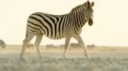 Ein Zebra auf seinem Weg durch die Ebenen Botswanas.