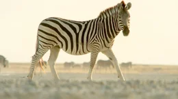 Ein Zebra auf seinem Weg durch die Ebenen Botswanas.