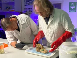 Andrew Pask und Kevin Rowe untersuchen alle Pr&auml;parate des australischen Beutelwolfs, um typische Merkmale zu identifizieren.
