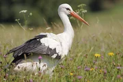 Ein Storch schreitet durch eine Blumenwiese