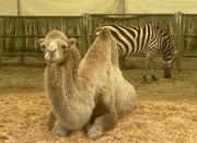 Ein Kamel liegt im Stroh auf der Circus Krone Farm in We&szlig;ling. Im Hintergrund steht ein Zebra.