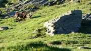 Der Steinbock gilt als K&ouml;nig der Alpen. Vor einhundert Jahren waren die pr&auml;chtigen Tiere beinahe ausgerottet. Inzwischen sind sie in den Alpen wieder weit verbreitet.