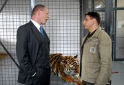 MDR Fernsehen TIER&Auml;RZTIN DR. MERTENS III. STAFFEL, FOLGE 35, "Das Geschenk", am Samstag um 10:15 Uhr. Cheftierpfleger Conny (Thorsten Wolf) weigert sich, von OB Herrenbr&uuml;ck (Frank Sieckel, l.) Anweisungen anzunehmen, die sich gegen das Wohl des kranken Tigers richten.