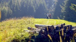 Wandern im Almenland.