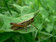 Am Bodensee in der N&auml;he von &Uuml;berlingen findet man die am intensivsten genutzten Obstanbaufl&auml;chen Deutschlands. Kulturlandschaft, so weit das Auge reicht. Doch mittendrin erh&auml;lt die Natur ihren Anteil zur&uuml;ck. Sie bekommt es in Form von renaturierten Parzellen, wo sich auch Wildg&auml;nse, St&ouml;rche und Teichrohrs&auml;nger wohlf&uuml;hlen. Im Bild ein Lauchschrecken-M&auml;nnchen.