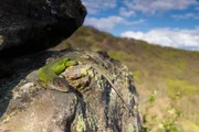 Smaragdeidechse auf einem Felsen im Nationalpark Thayatal.