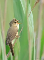 Was haben &Auml;pfel, G&auml;nse und Teichrohrs&auml;nger (im Bild) gemein? In einem Gebiet am Bodensee bei &Uuml;berlingen treffen intensive Obstanbaufl&auml;chen und renaturierte Parzellen aufeinander, wo sich Wildg&auml;nse, St&ouml;rche und Teichrohrs&auml;nger wohlf&uuml;hlen.