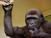 Der Gorilla Nachwuchs hat eine Scheibe vom Gehege zerstört. Nun gibt er sich ganz kleinlaut. Der Gorilla Nachwuchs hat eine Scheibe vom Gehege zerstört. Nun gibt er sich ganz kleinlaut.