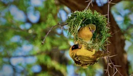 Weberv&ouml;gel bauen ein Nest.