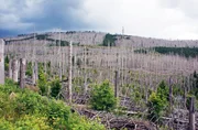 Waldsterben im Harz