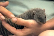 Die kleine Zebramanguste Dimitri ist immer hungrig. Die kleine Zebramanguste Dimitri ist immer hungrig.