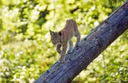 Deutschlands Mittelgebirge: Lebensraum für Tiere - Junger Luchs Deutschlands Mittelgebirge: Lebensraum für Tiere - Junger Luchs