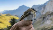 Vögel wie dieser werden im Winter bei der Überquerung der Alpen mit Ringen ausgestattet, um sie überall auf der Welt identifizieren zu können. Vögel wie dieser werden im Winter bei der Überquerung der Alpen mit Ringen ausgestattet, um sie überall auf der Welt identifizieren zu können.