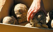 Auf zum fr&ouml;hlichen Schildkr&ouml;tensammeln - sie sollen umziehen.