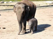 ARD/rbb PANDA, GORILLA & CO., TEIL 149, "Geschichten aus dem Zoo Berlin und dem Tierpark Berlin". Im Tierpark steht ein neuer kleiner Elefantenbulle, Dima. Die kleinste Elefantenkuh, Cynthia, hat das gr&ouml;&szlig;te und dickste Jungtier zur Welt gebracht. Bereits ausgelassen tobt der Kerl &uuml;ber die Au&szlig;enanlage, was ihm den Spitznamen "Grobi" unter den Pflegern eingebracht hat.