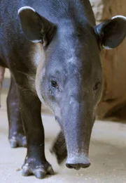 Zu den Stars dieser Folge geh&ouml;rt u.a. Tapir Chico.