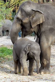 ARD/rbb PANDA, GORILLA & CO., TEIL 143, "Geschichten aus dem Zoo Berlin und dem Tierpark Berlin". Es ist auch wieder Zeit, in der Elefantenschule bei Tierpfleger Pankow im Tierpark vorbei zuschauen, um sich vom Fortgang und Lerneifers Korayas ein Bild zu machen.