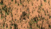 Drohne filmt Elefanten. Selbst einzelne Elefanten k&ouml;nnen aus dem All identifiziert werden. Drohnen filmen dann die Nahaufnahmen in Kenias Samburu Naturschutzgebiet.