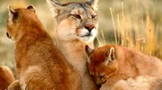 Eine Puma-Mutter mit ihren Jungtieren in Patagonien, Chile