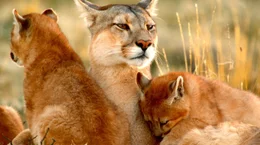 Eine Puma-Mutter mit ihren Jungtieren in Patagonien, Chile