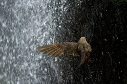 Ein Ru&szlig;segler durchfliegt den Wasserfall