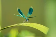 Das M&auml;nnchen der Geb&auml;nderten Prachtlibelle setzt die gro&szlig;en Flecken auf seinen Fl&uuml;geln ein, um Konkurrenten zu beeindrucken.