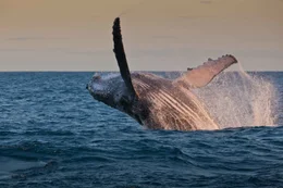 Ein Buckelwal springt aus dem Wasser