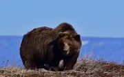 Grizzly Grizzly