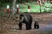 Verspielte Bärenjungen verlangsamen das Vorankommen auf ihrer ersten Wanderung: Die Jungen entdecken Markierungen, die andere Bären hinterlassen haben, und prägen sich den Verlauf dieses uralten Pfades ein. Verspielte Bärenjungen verlangsamen das Vorankommen auf ihrer ersten Wanderung: Die Jungen entdecken Markierungen, die andere Bären hinterlassen haben, und prägen sich den Verlauf dieses uralten Pfades ein.