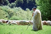 Der Hirte Cornel Golosie hat durch Wildtiere wie Wölfe und Bären schon zahlreiche Schafe verloren. Der Hirte Cornel Golosie hat durch Wildtiere wie Wölfe und Bären schon zahlreiche Schafe verloren.