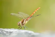 Obwohl Wissenschaftler bereits versuchen, Libellen nachzubauen, kommt kein Modell an die Agilit&auml;t und Schnelligkeit einer echten Libelle heran.