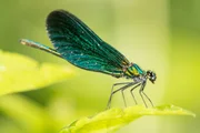 Wer sie anschaut, wei&szlig;, woher die Blaufl&uuml;gel-Prachtlibelle ihren Namen hat.