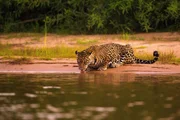 Ein Jaguar trinkt Wasser.