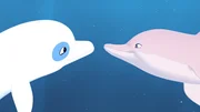 Zoom (l.) hat vor der Insel Maotou einen rosa Delfin getroffen und sich gleich mit ihm angefreundet.