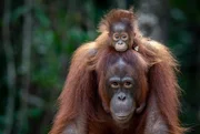 Orang-Utan Mutter und Baby, gerettet von der Borneo Orangutan Survival Foundation (BOSF), Kalimantan / indonesischer Teil der Insel Borneo.