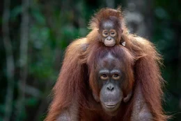 Orang-Utan Mutter und Baby, gerettet von der Borneo Orangutan Survival Foundation (BOSF), Kalimantan / indonesischer Teil der Insel Borneo.