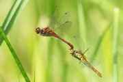 Um sich zu paaren, packen Libellen-M&auml;nnchen mit ihren Zangen am Hinterleib ein Weibchen am Kopf oder im vorderen Brustbereich.