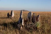 Landschaftsbild Cerrado mit Steinen