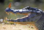 Jacare Caiman (Alligator) im brasilianisches Pantanal mit einem Schmetterling in der Nase.