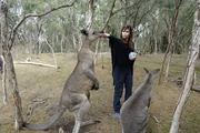 Das Graue Riesenk&auml;nguru ist das zweitgr&ouml;&szlig;te K&auml;nguru in Australien.