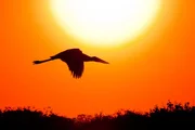 Jabiru Storch fliegt in den Sonnenuntergang.
