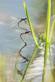 Das M&auml;nnchen der Gemeinen Binsenjungfer hat das Weibchen bei der Eiablage fest im Griff.