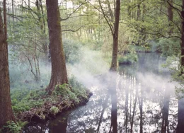 Nebel im Spreewald