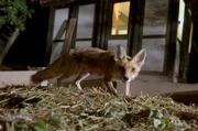 Wenn die Dunkelheit einbricht und die Menschen schlafen, erwachen nachtaktive Tiere wie Füchse erst und trauen sich aus ihren Verstecken. Wenn die Dunkelheit einbricht und die Menschen schlafen, erwachen nachtaktive Tiere wie Füchse erst und trauen sich aus ihren Verstecken.