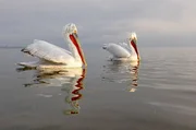 Mit mehr als 300 br&uuml;tenden Paaren kehrt der einst fast verschwundene Krauskopfpelikan ins Donaudelta zur&uuml;ck.
