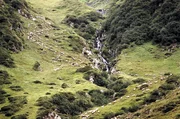 Schafherde im Fagaras Gebirge