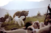 Hirtenhunde verteidigen die Schafherde vor einem B&auml;ren.