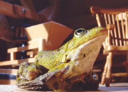 Ein Riesenfrosch