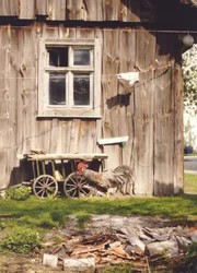 Schuppen im Spreewald
