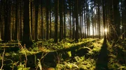 Sonnenuntergang im Wald auf der Schwäbischen Alb. Sonnenuntergang im Wald auf der Schwäbischen Alb.
